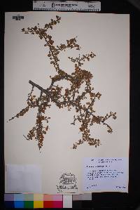 Prunus havardii image