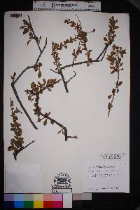 Prunus havardii image