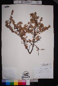 Prunus havardii image