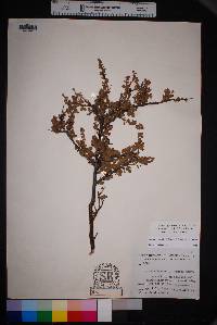 Prunus havardii image