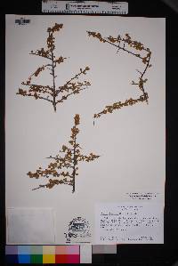 Prunus havardii image