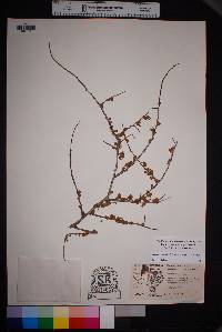 Prunus havardii image