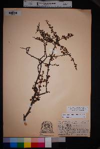 Prunus havardii image