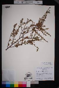 Prunus havardii image