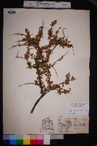 Prunus havardii image