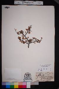 Prunus havardii image