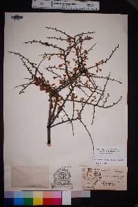 Prunus havardii image