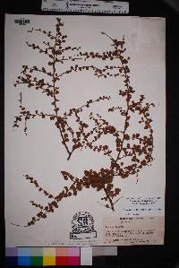 Prunus havardii image