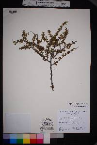 Prunus havardii image