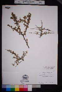 Prunus havardii image