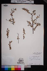 Prunus havardii image