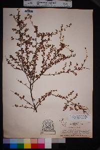 Prunus havardii image