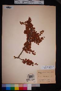Prunus havardii image