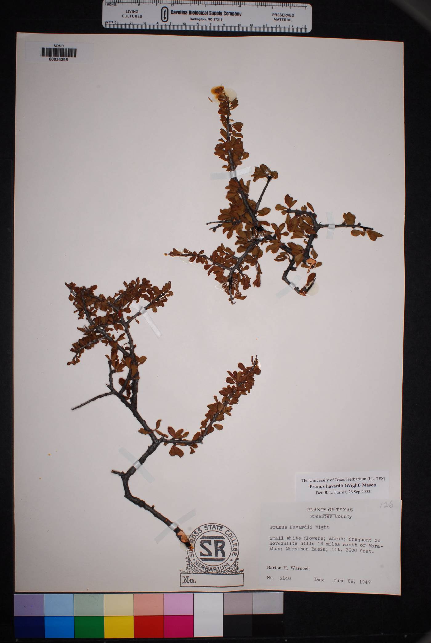 Prunus havardii image