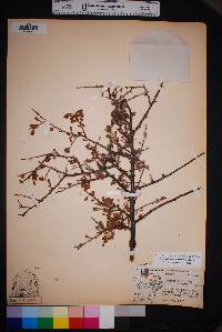 Prunus havardii image