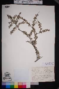 Prunus havardii image