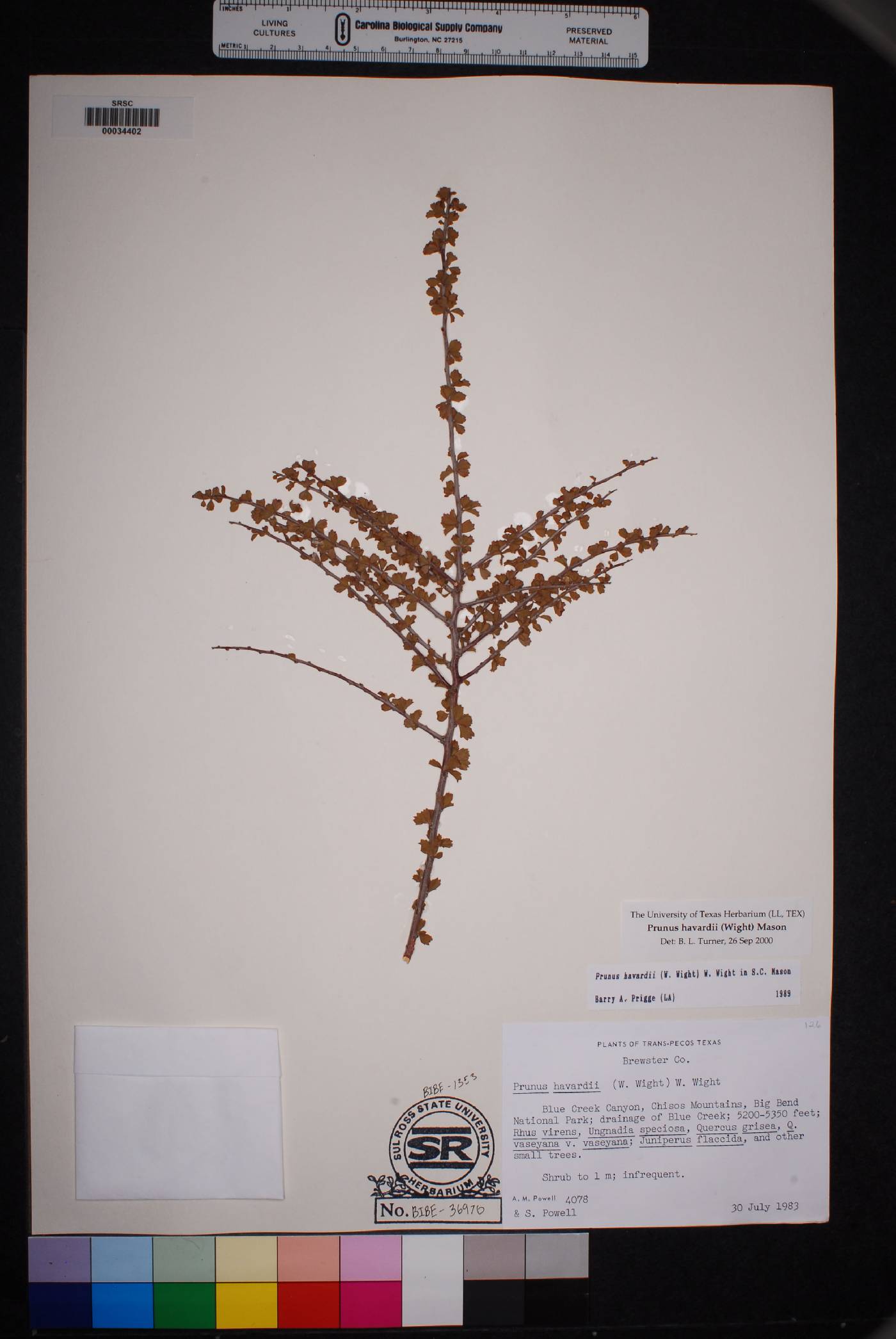 Prunus havardii image