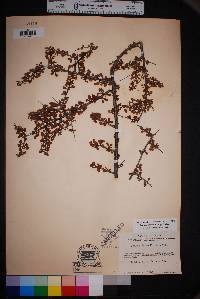 Prunus havardii image