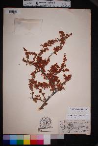 Prunus havardii image