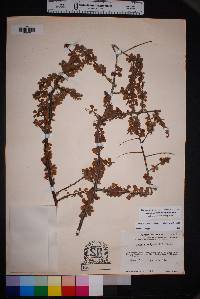 Prunus havardii image