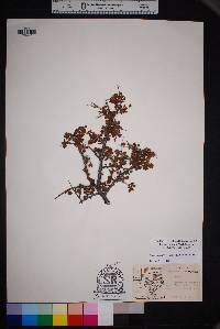 Prunus havardii image