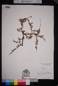 Prunus havardii image