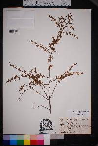 Prunus minutiflora image