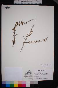 Prunus minutiflora image