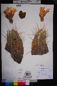 Echinocereus stramineus image