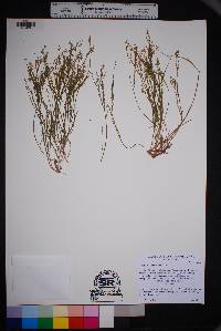 Polygala scoparioides image