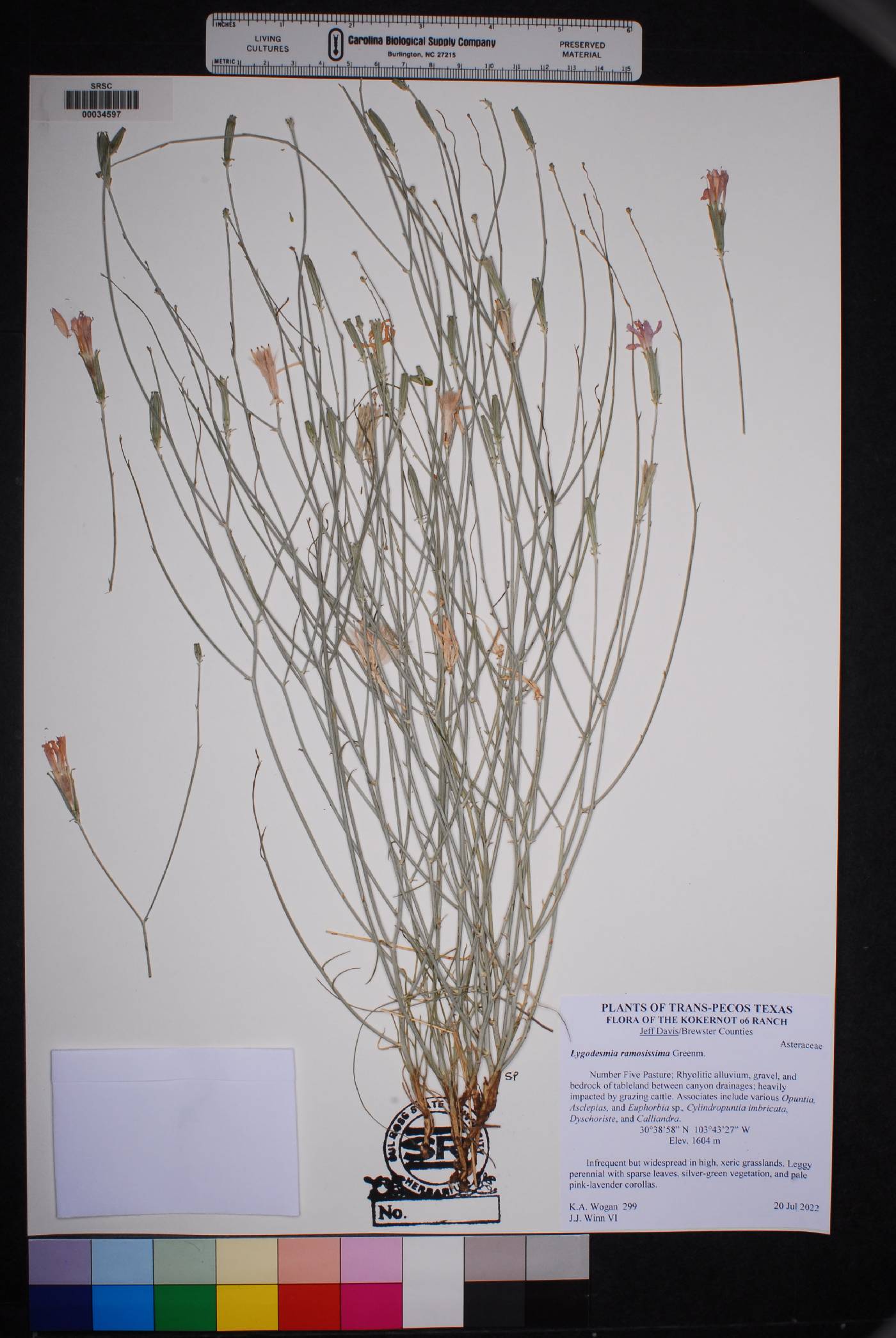 Lygodesmia ramosissima image