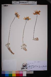 Enceliopsis nudicaulis image