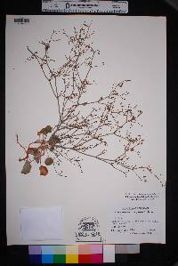 Eriogonum rotundifolium image