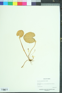 Centella erecta image