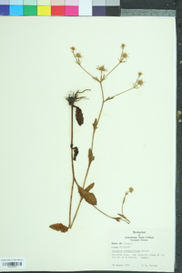 Eryngium integrifolium image