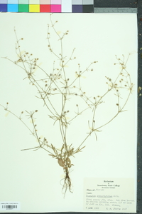 Eryngium integrifolium image