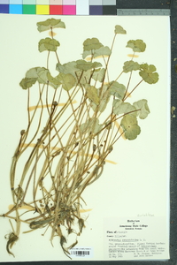 Hydrocotyle ranunculoides image