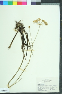 Tiedemannia filiformis image