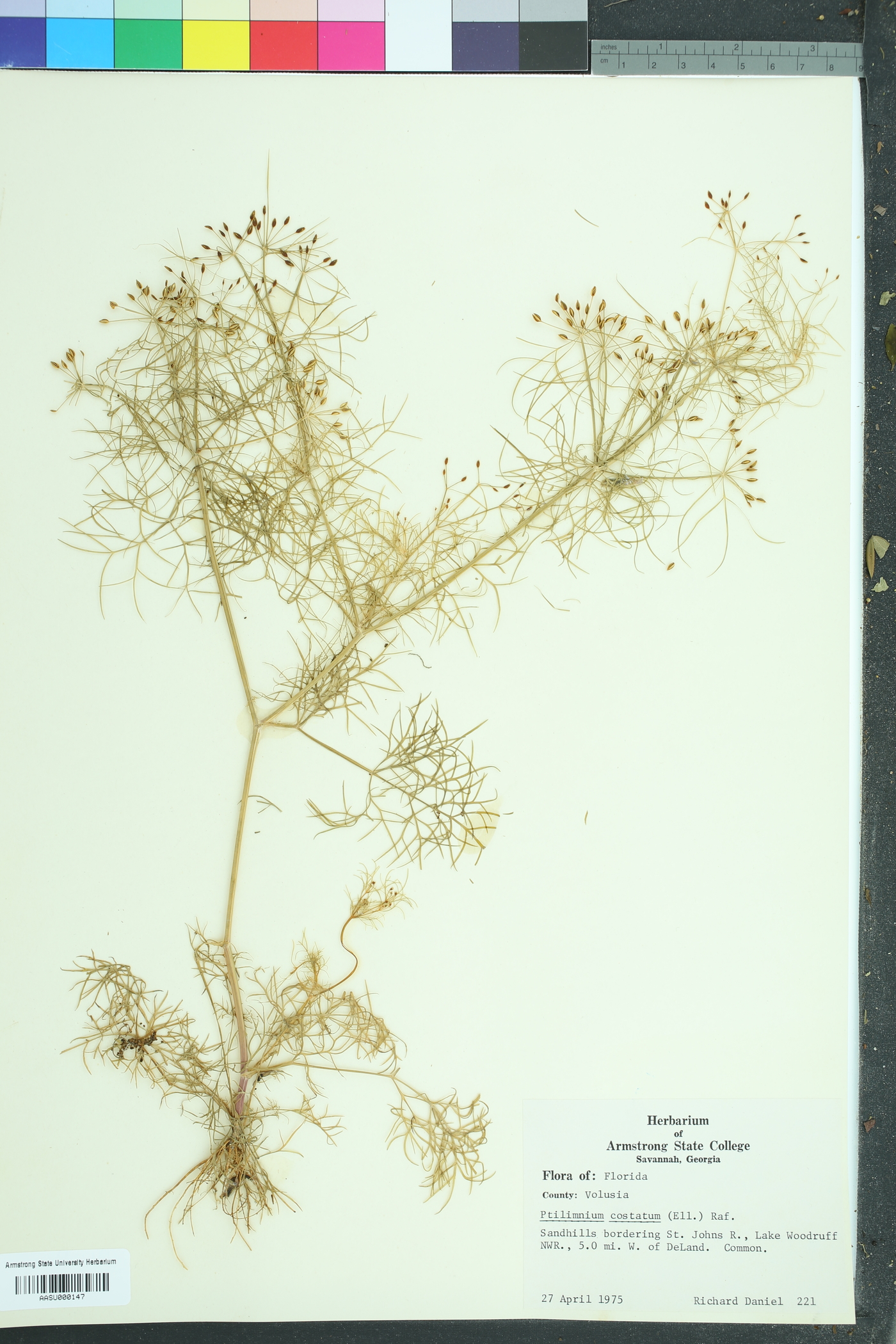 Ptilimnium costatum image