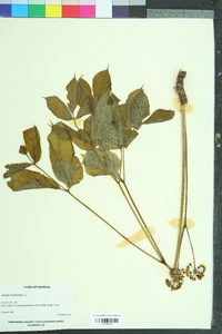 Aralia nudicaulis image