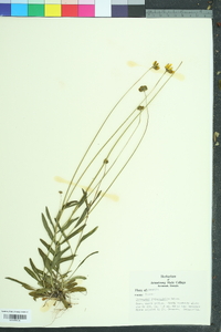 Coreopsis gladiata image