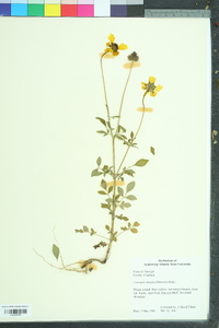 Coreopsis basalis image