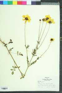 Coreopsis basalis image