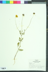 Coreopsis basalis image