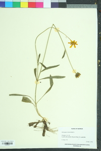 Coreopsis lanceolata image