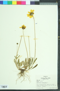 Coreopsis lanceolata image