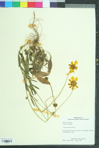 Coreopsis lanceolata image