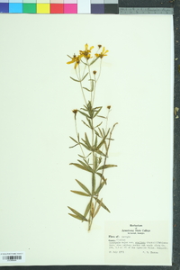 Coreopsis major image