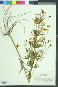 Coreopsis major image