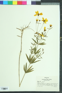 Coreopsis major image